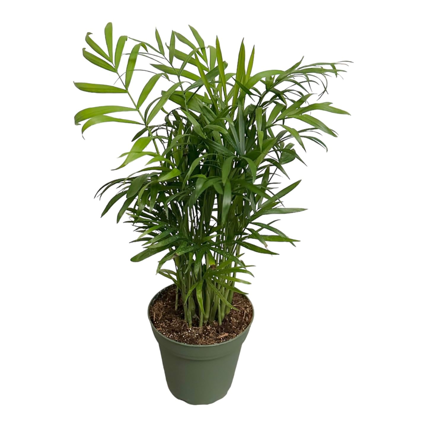 Hopewind Plants Shop Parlor Palm, Pet-Friendly, Air Purifying Plant, Live Indoor Plant, Neanthe Bella Palm, Easy Care and Easy to Grow and Low Maintenance Live Houseplant in 4 inch Pot