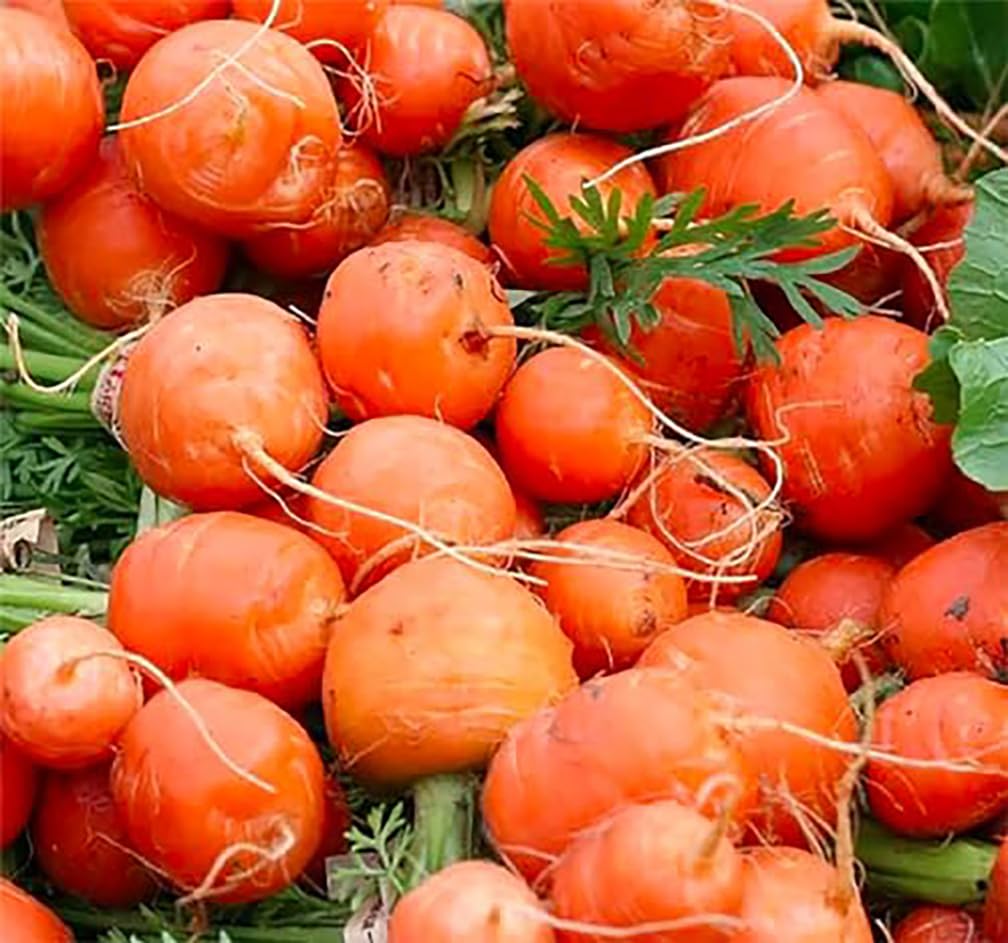 Round Baby Parisian Carrots Seeds A Delicacy Prised by Gourmet Restaurants Delicious Carrot Vegetable Seeds - 1000 Seeds