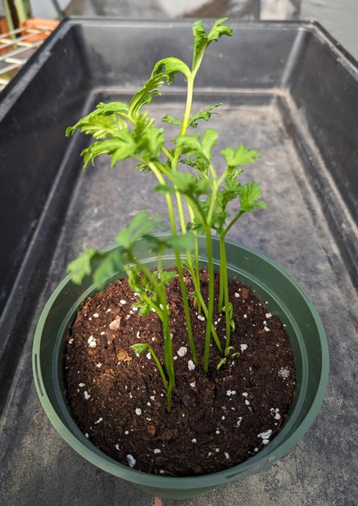 10pcs Pink Ranunculus Bulbs Fall Planting for Spring Blooms Easily Grown Flower Bulbs