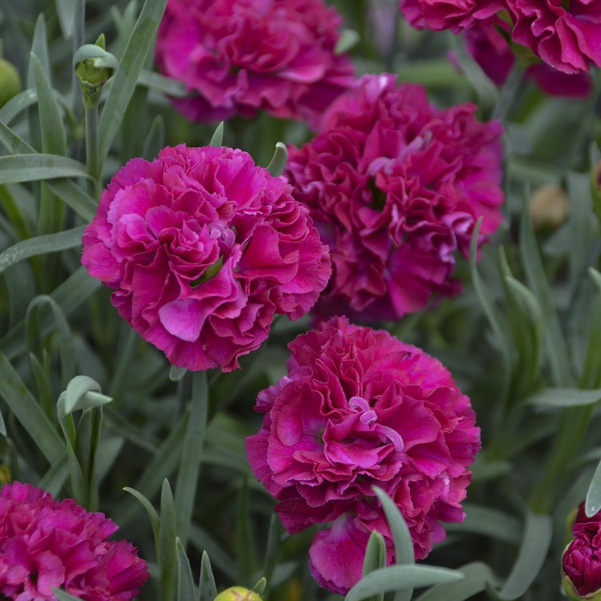 Live Plant from Green Promise Farms, Proven Winners Dianthus Fruit Punch Funky Fuchsia Pinks, dbl. purple Flowers - #1 Gallon Container, PLANT DOES NOT SHIP TO AZ, CA, HI, ID, MT, NV, OR, PR, UT & WA!