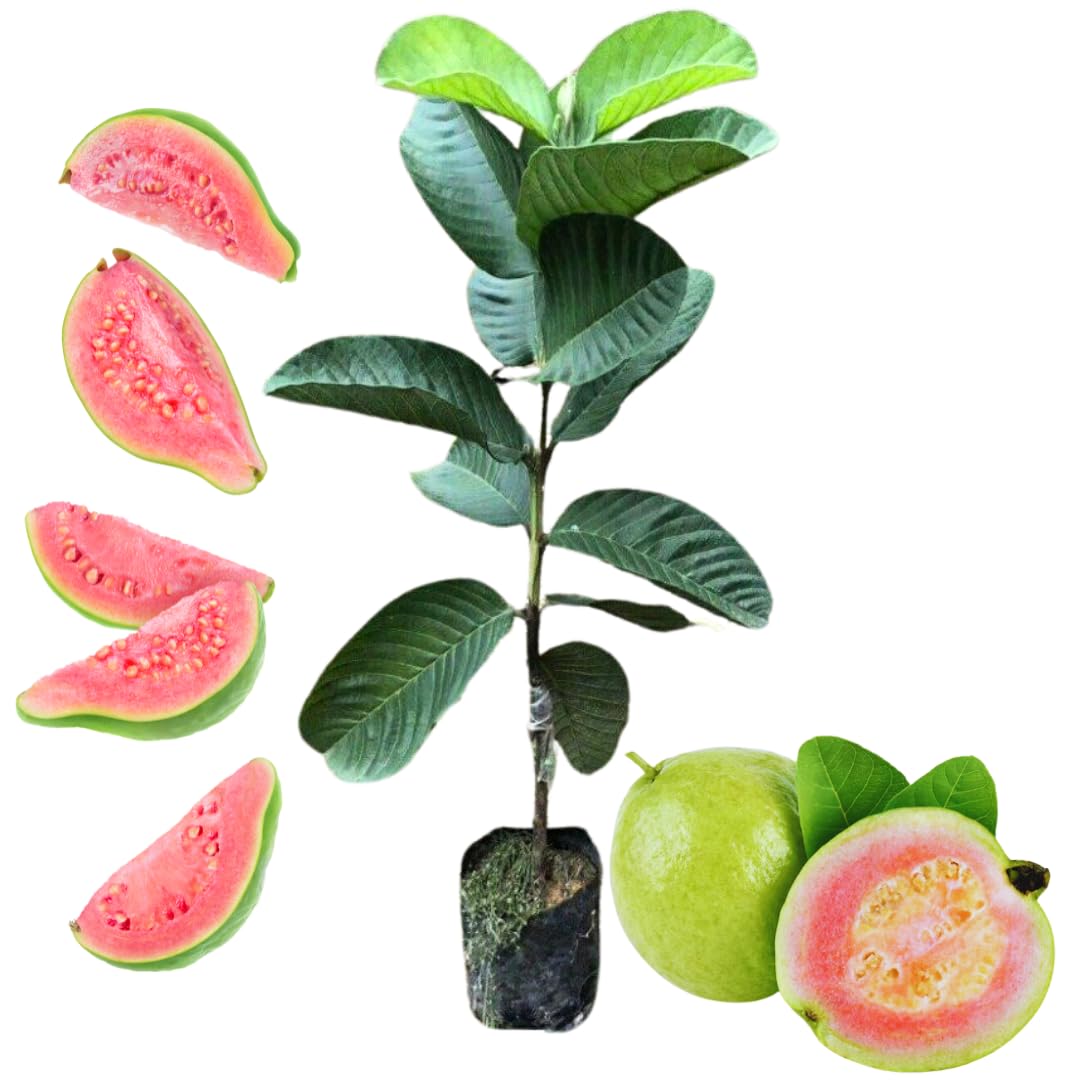 Live Pink Guava Tree Plant 1 Year Old Seedling, Guava Tree Fruit Plant, 5 to 8 Inches in Tall, No Pot