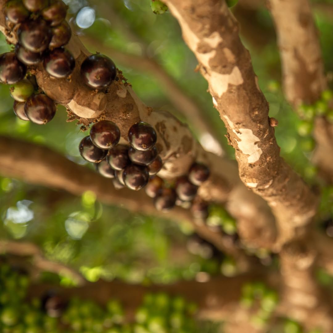 Live Black Jaboticaba Tree Plant, Brazilian Jabuticaba Fruit Tree, 1 Feet Tall, Ready for Planting