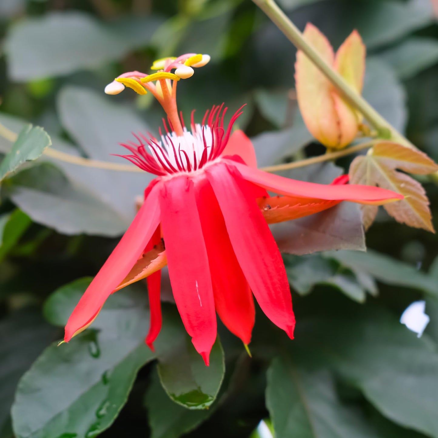 3 Live Red Passion Flowers Plants, 4 to 8 Inch Fragrant Passion Flowers Vine - Perennial Passiflora Passion Flowers Live Plants Outdoor Garden, Passion Flowers Vine