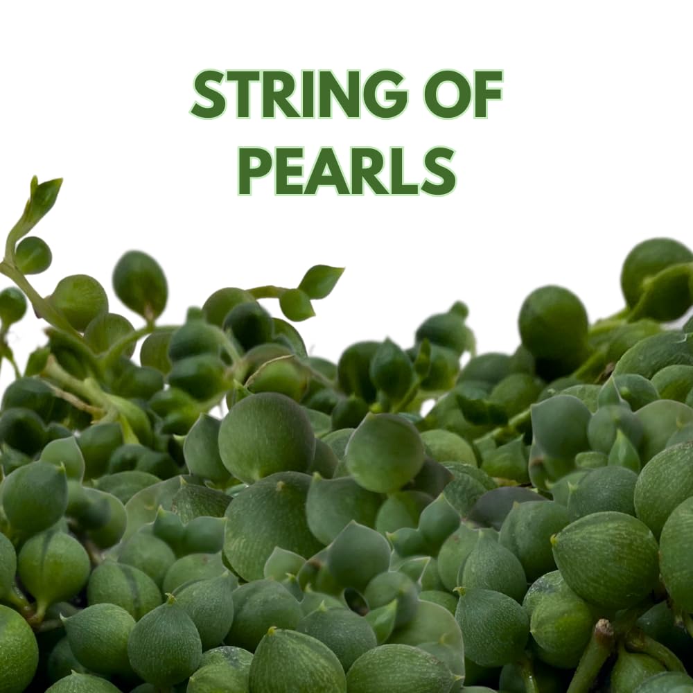 BubbleBlooms String of Pearls, Beads, peas Senecio rowleyanus Curio Rosary Plant in 2 inch Pot