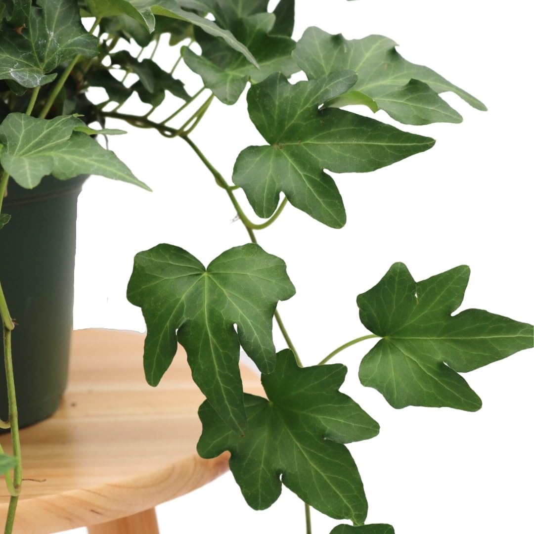 American Plant Exchange English Ivy 'Needlepoint' – 6-Inch Pot, Live Trailing Vine, Low-Maintenance Air-Purifying Houseplant for Hanging Baskets, Shelves & Indoor Home or Office Décor