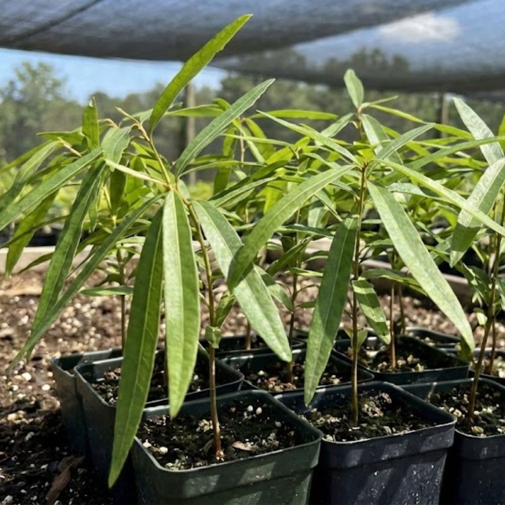 Set 2 Willow Oak Live Plant 12-18 Inch Tal, Hardy Shade Trees, Live Oak Plants for Planting Outdoor Garden, Dormant in Winter