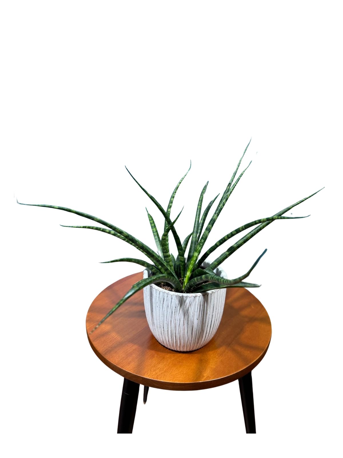 Fernwood Mikado Snake Plant in 2 inch Nursery Pot, Sansevieria Fernwood Live Indoor Plant, Low Light Air Purifier Plant, Easy Care Succulent Plant