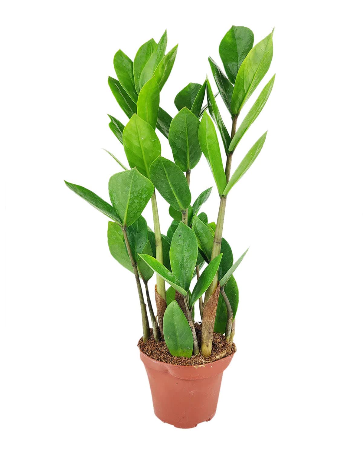 ZZ Plant (6" Grower Pot) - Low Light and Healthy Houseplant - Easy to Care, Easy to Grow Plants for Beginners - Live Healthy Houseplant for Home Office Decoration - Air-Purifying Indoor Plant