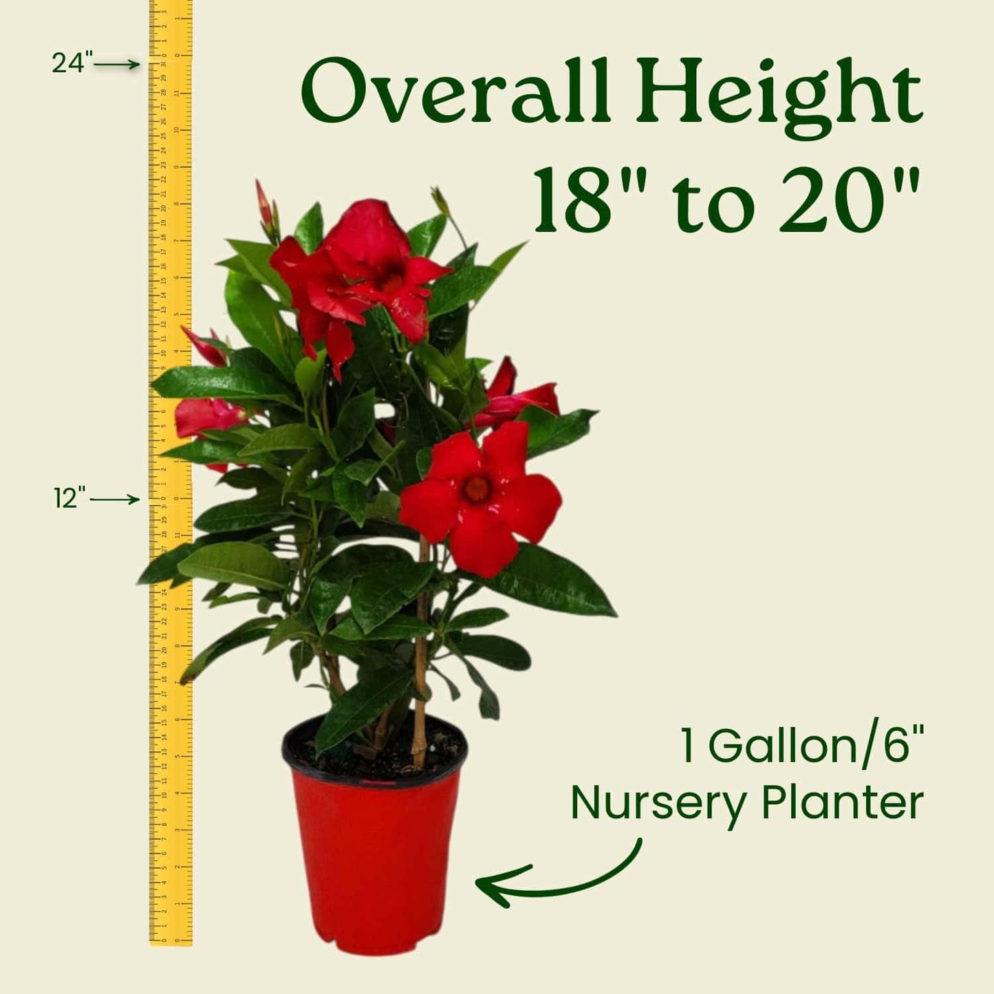 Mandevilla Live Flowering Plant - Red Mandevilla Plant Trellis - 18" Hoop, 18" to 20" Overall Height - 1 Gallon (Plant Only)