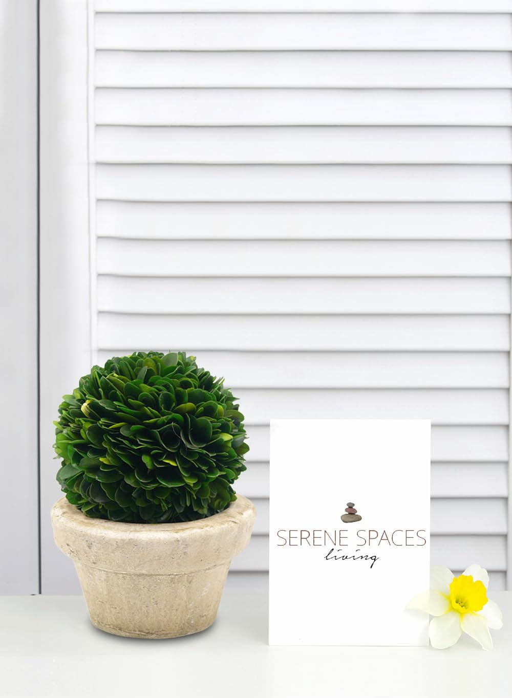 Serene Spaces Living Preserved Boxwood Ball with Small Pot – Boxwood in Planters, Preserved Plant for Boxwood Table Decor, Centerpiece, Measures 5.5" Tall & 4" Diameter, Single