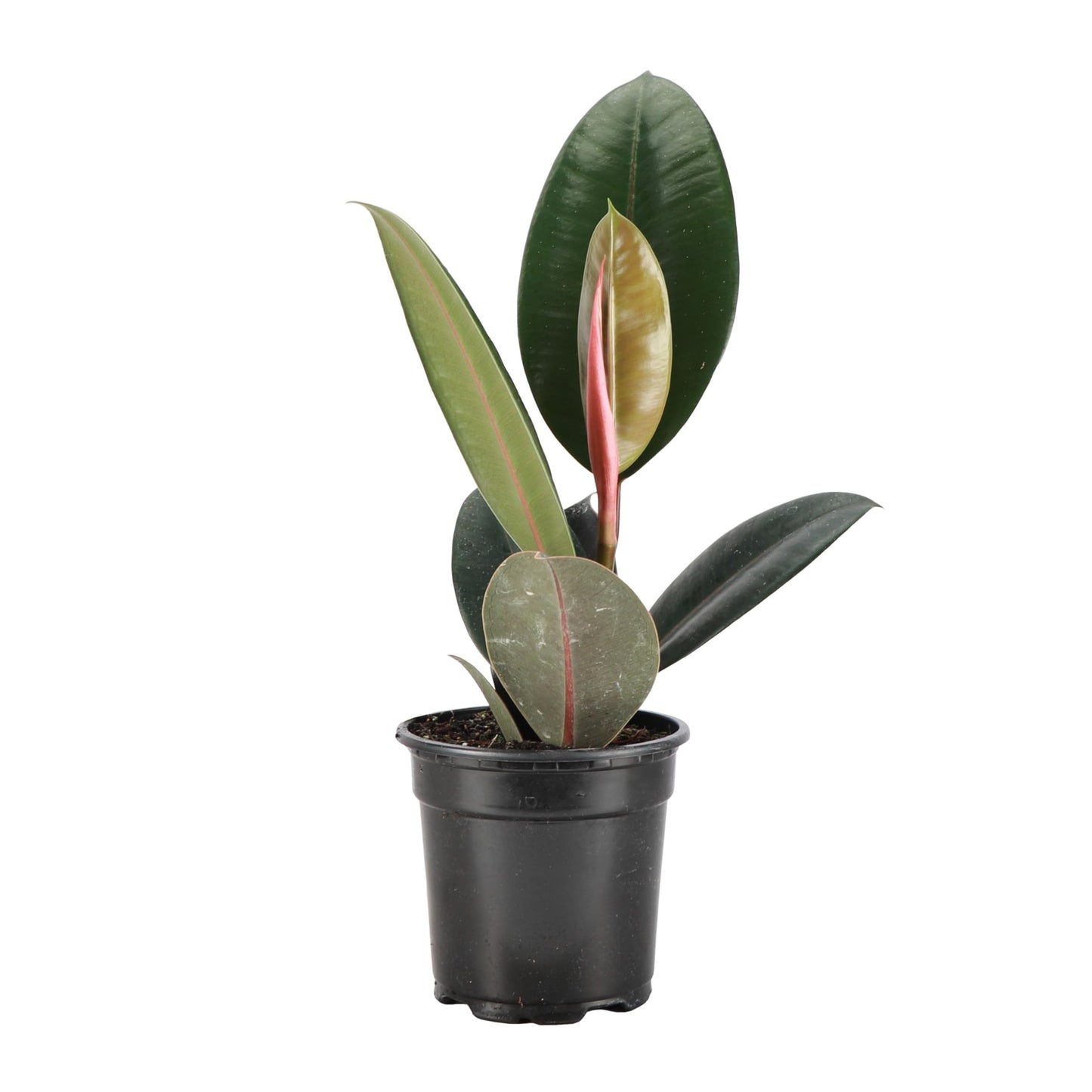 Thorsen's Greenhouse Ficus elastica, Live Indoor Plant, Rare Variety, Natural Air Purifier, Burgundy Rubber Plant, 4-Inch Diameter Pot (Nursery Pot)