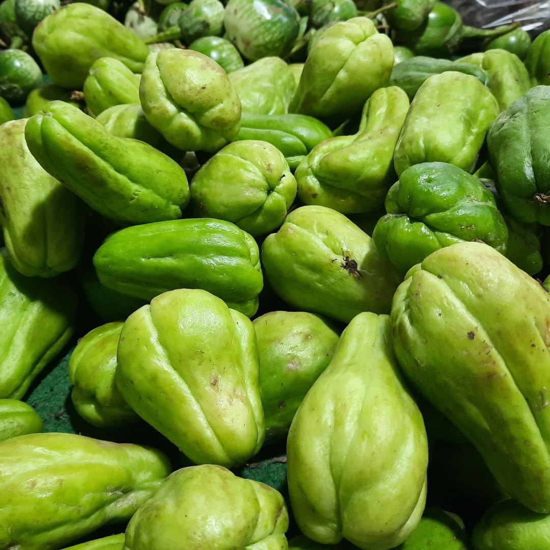 Live Chayote Squash Plant, Green Chayote Squash, Vegetable Plant Live, 8 to 10 Inches Tall for Outdoor Garden