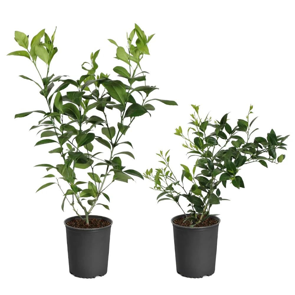 Brighter Blooms - Key Lime Bush, 1 Gallon - No Shipping to AK, AL, AZ, CA, FL, GA, HI, LA, MS, OR, TX