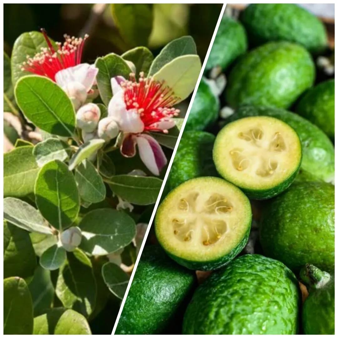 2 Pineapple Guava Trees Live Plants for Outdoor Planting, 4 to 6" Starter Plant, Fragrant and Sweet Guava