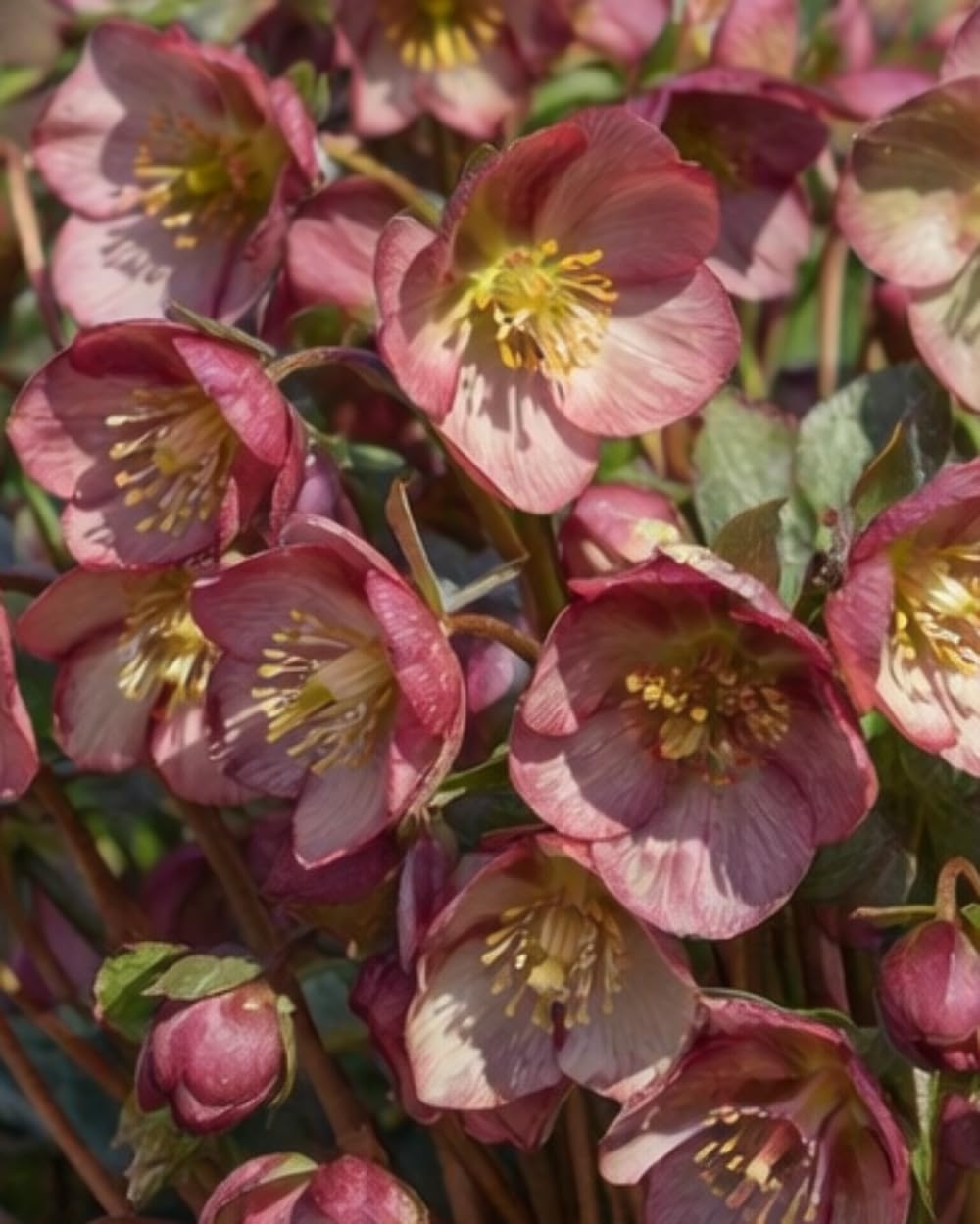 Perennial Farm Marketplace Helleborus x Frostkiss® Elemental® (Lenten Rose) Live Perennial, Size-#1 Container, Pink Late Winter to Spring Flowers with Marbled Evergreen Foliage, Deer Resistant