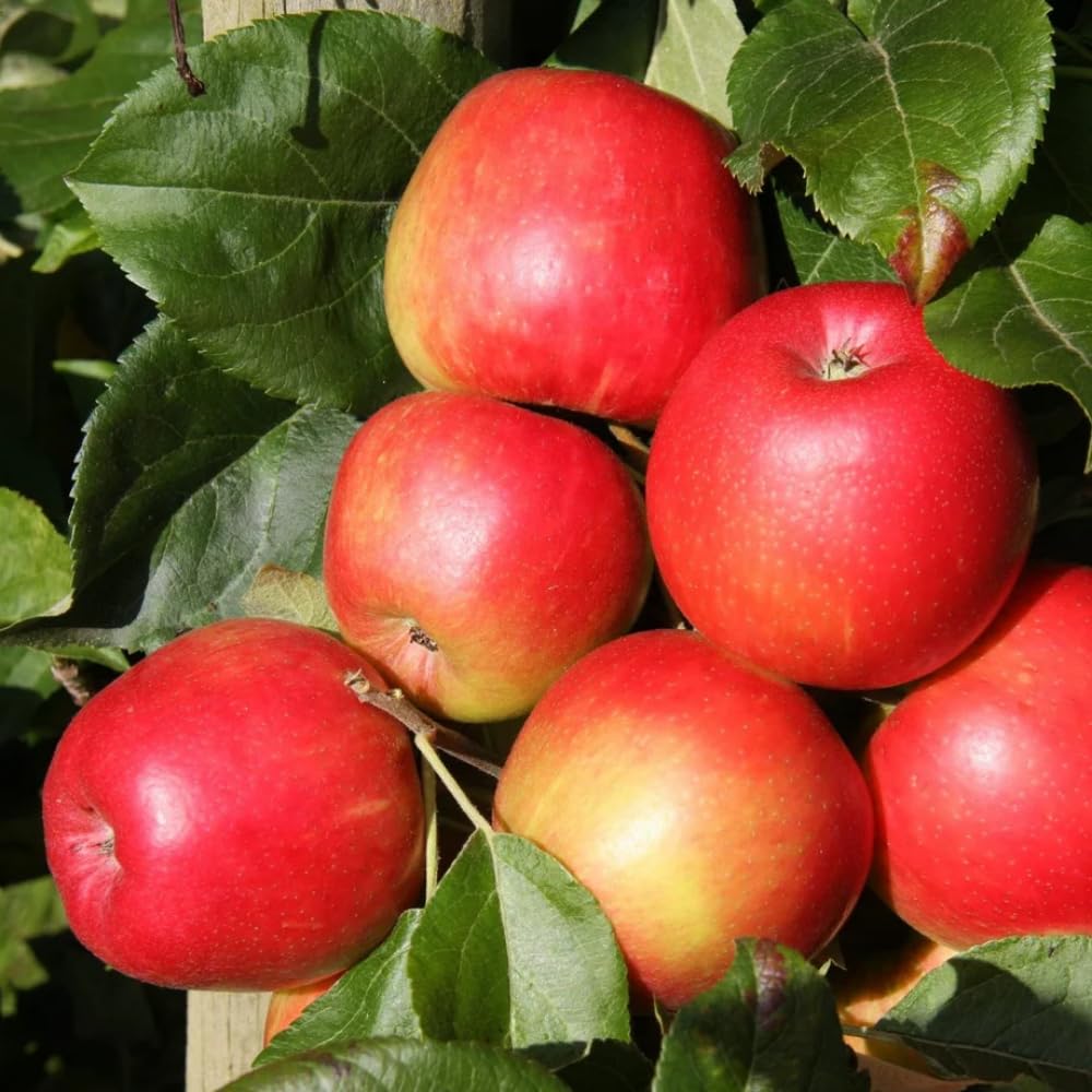 Honey Crisp Apple Tree Live Plant, Apple Plant Live for Planting, Bareroot 2-3 Feet Tall, Apple Fruit Tree Ready to Grow Your Garden