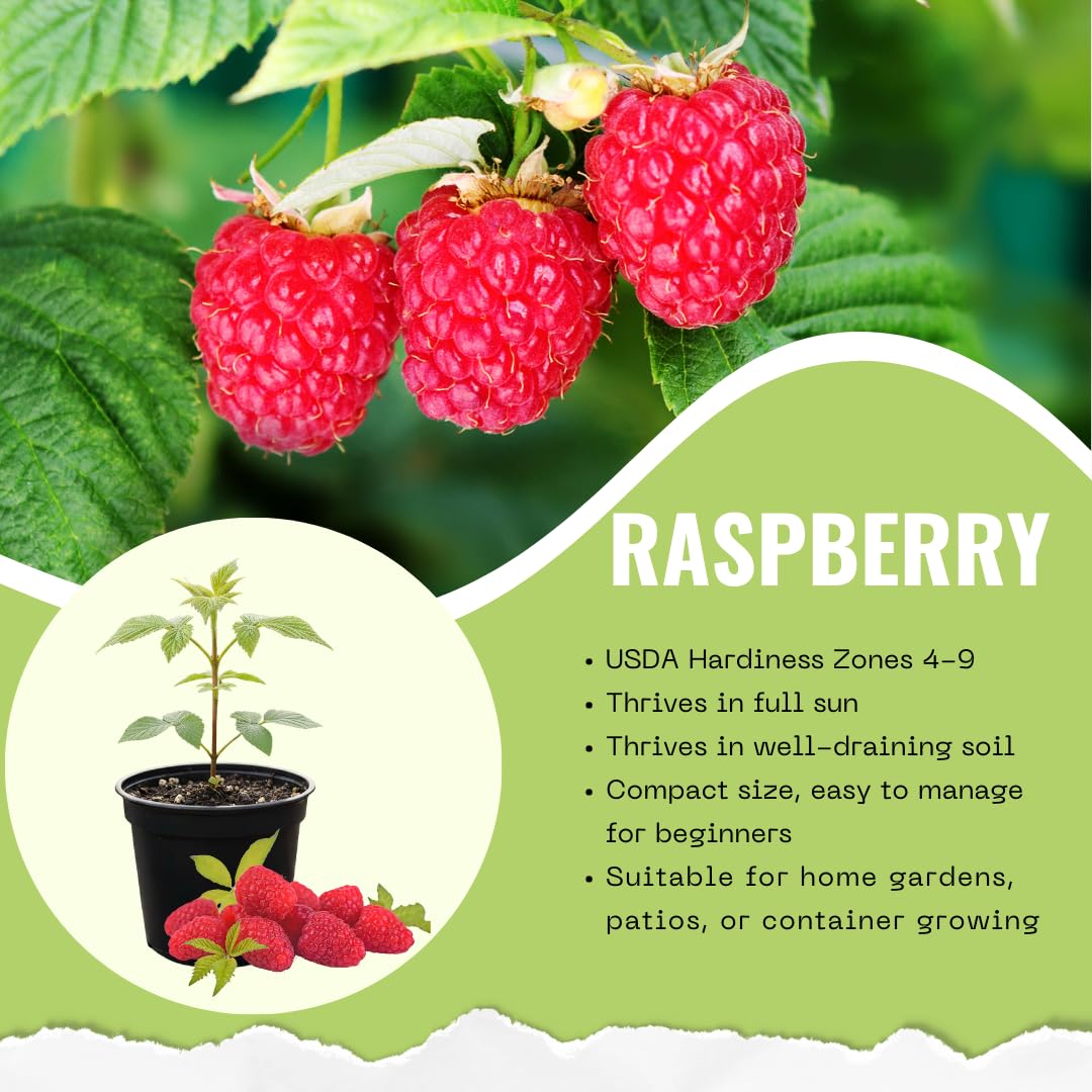 Live Red Raspberry Plant, Sweet Berries Plant, 3 Inch Pot, Ready for Planting