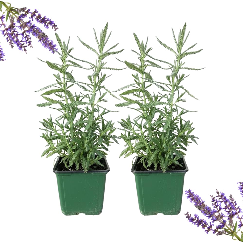 2 French Lavender Plants Live Outdoor Indoor, in 4" Pots, Cold Hardy Fragrant Perennial Herb for Garden and Landscape, 4-8 Inch Tall