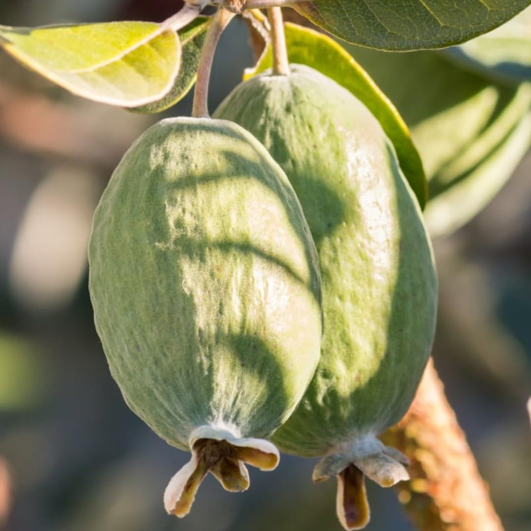 2 Pineapple Guava Trees Live Plants for Outdoor Planting, 4 to 6" Starter Plant, Fragrant and Sweet Guava
