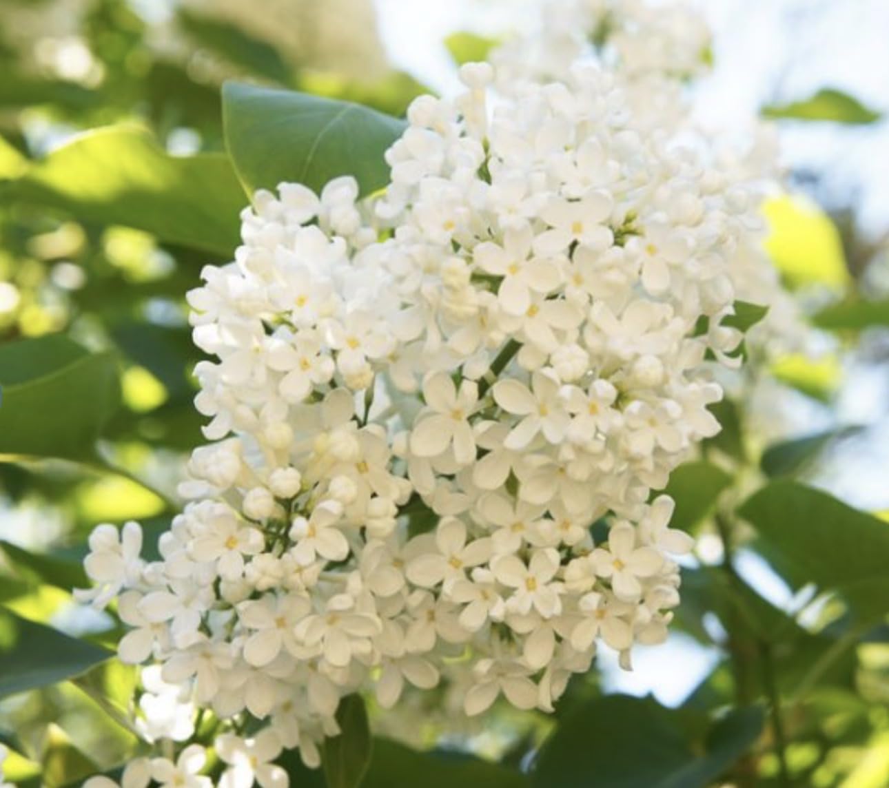 Ivory Silk Japanese Tree Lilac Live Plant – Syringa reticulata ‘Ivory Silk’ – Fragrant Creamy White Flowers – Hardy Ornamental Flowering Tree – Starter Plant