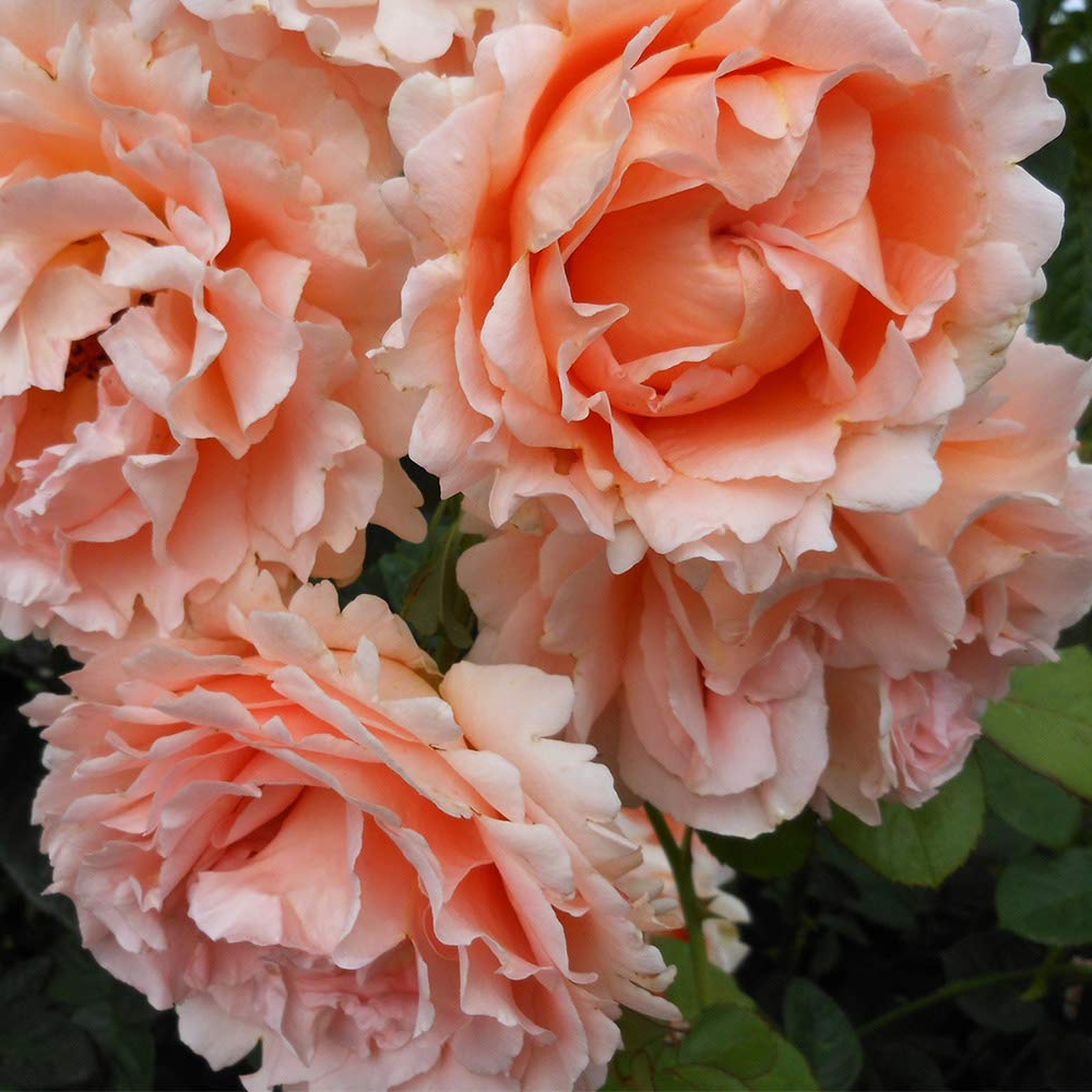 Heirloom Climbing Roses, Live Own Root Plant for Outdoor Garden, Polka®, Very Fragrant, Hardiness Zones 5-10, Continual Blooming