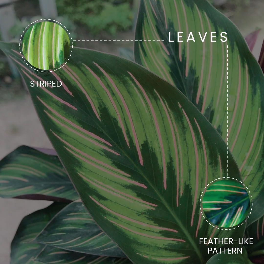 American Plant Exchange Live Calathea 'Beauty Star' – 6-Inch Pot Cover – Pet-Friendly Tropical Houseplant with Striped Green Leaves for Low Light Homes, Offices, Shelves & Indoor Décor
