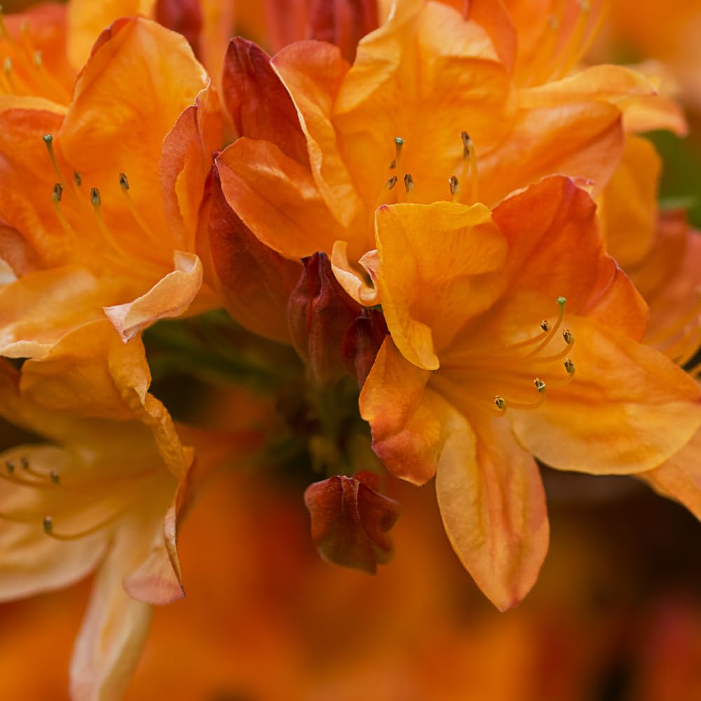 Azalea Live Plant, Live Azalea Plants, Flowering Shrub with Vibrant Red Blooms, 4-7 Inches Tall in 4 Inch Pot (Orange)