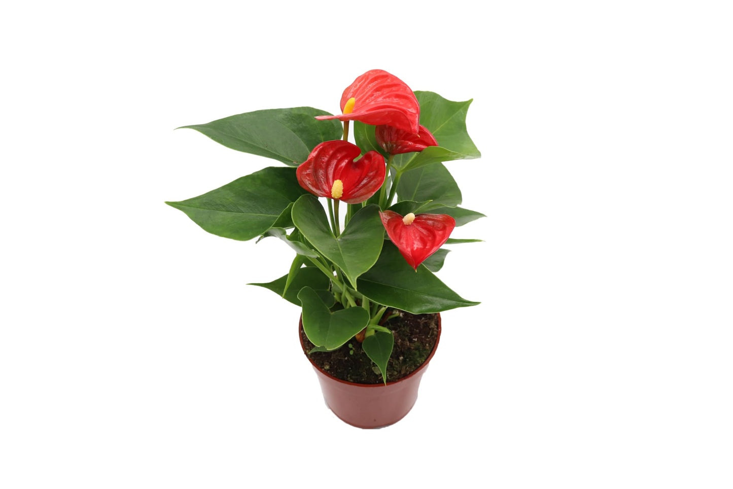 California Tropicals Anthurium Red - Live House Plants Indoor, 4 Inch Pot for Easy Care, Perfect for Office, Home & Flamingo Decor, Real Plant, Plant Gift, Flowering Plants, Sympathy Flowers