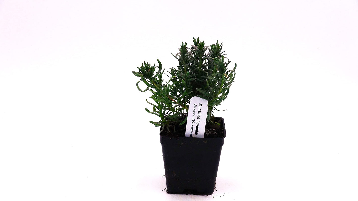 Greenwood Nursery: Live Perennial Plants - Munstead Lavender + Lavandula Angustifolia - [Qty: 2X 3.5 Pots] - (Click for Other Available Plants/Quantities)