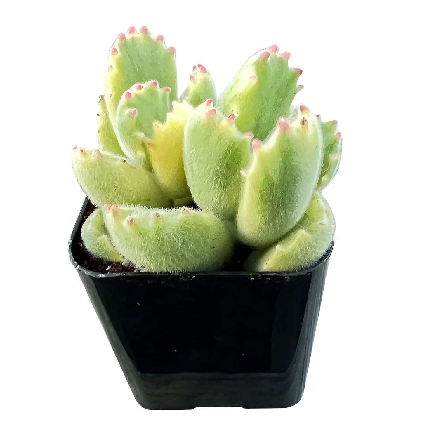 Sprout N Green Variegated Bear’s Paws, Live Succulent Plant Fully Rooted in 2" Pot with Soil, Home Office Indoor Outdoor Wedding Decoration DIY Project, Easy to Care, Keep Away from Pets