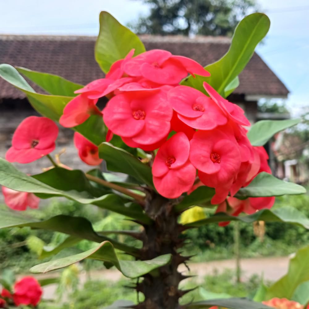 Pink Crown of Thorns Plant, 4-8 Inch Tall Euphorbia milii, Low Maintenance, Easy to Grow, Hardy Perennial Flowering Succulent for Indoor & Outdoor Use