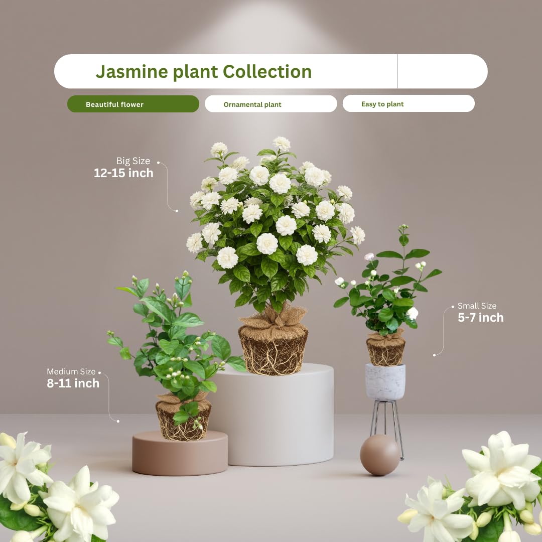 Jasmine Plant Live, Grand Duke of Tuscany Jasmine Flower Plant, 5 to 7 Inc Tall