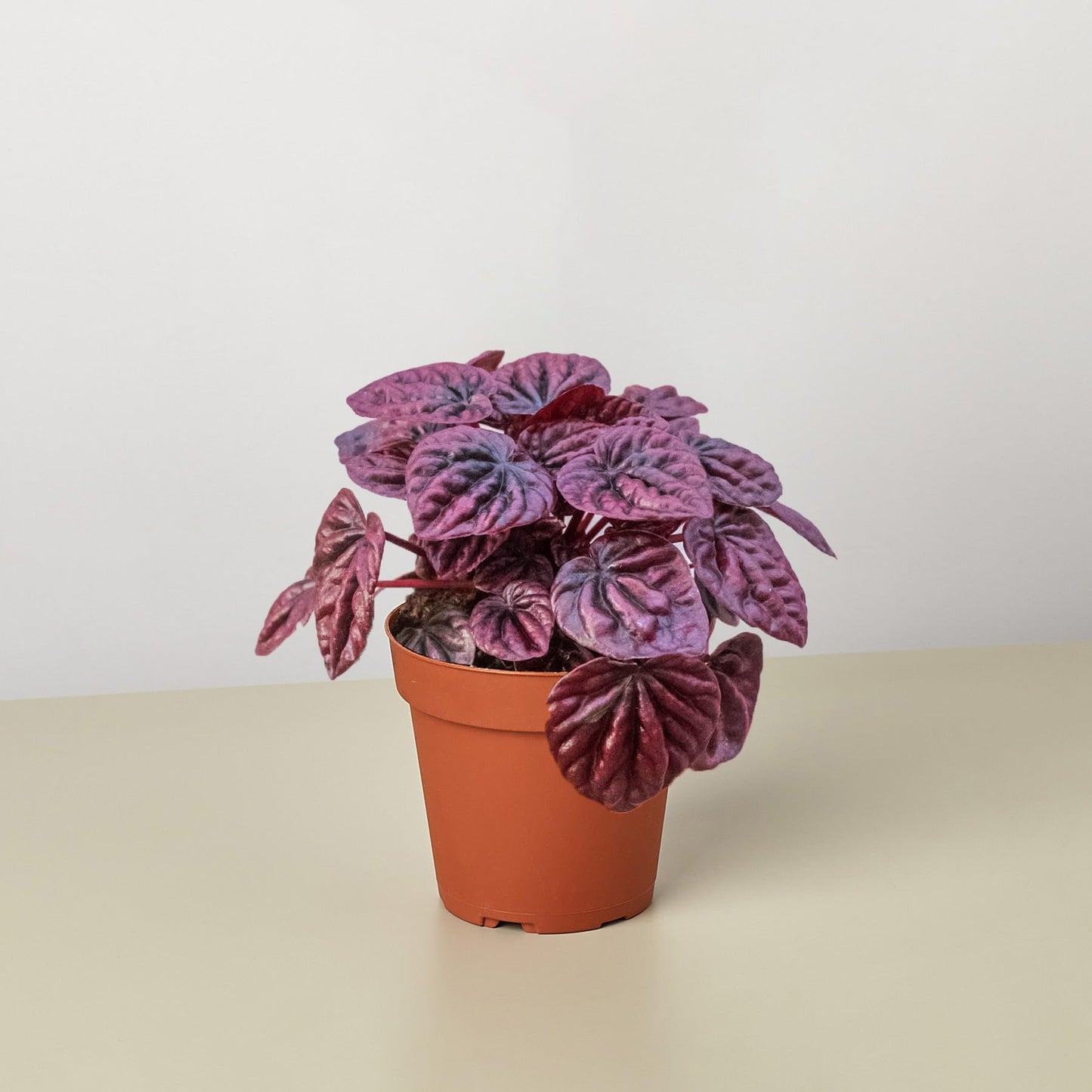 Peperomia 'Ripple Red' in 4in Pot - Live Plants Tropical Houseplants | Variegated | USA Growers | The Snobby Leaf