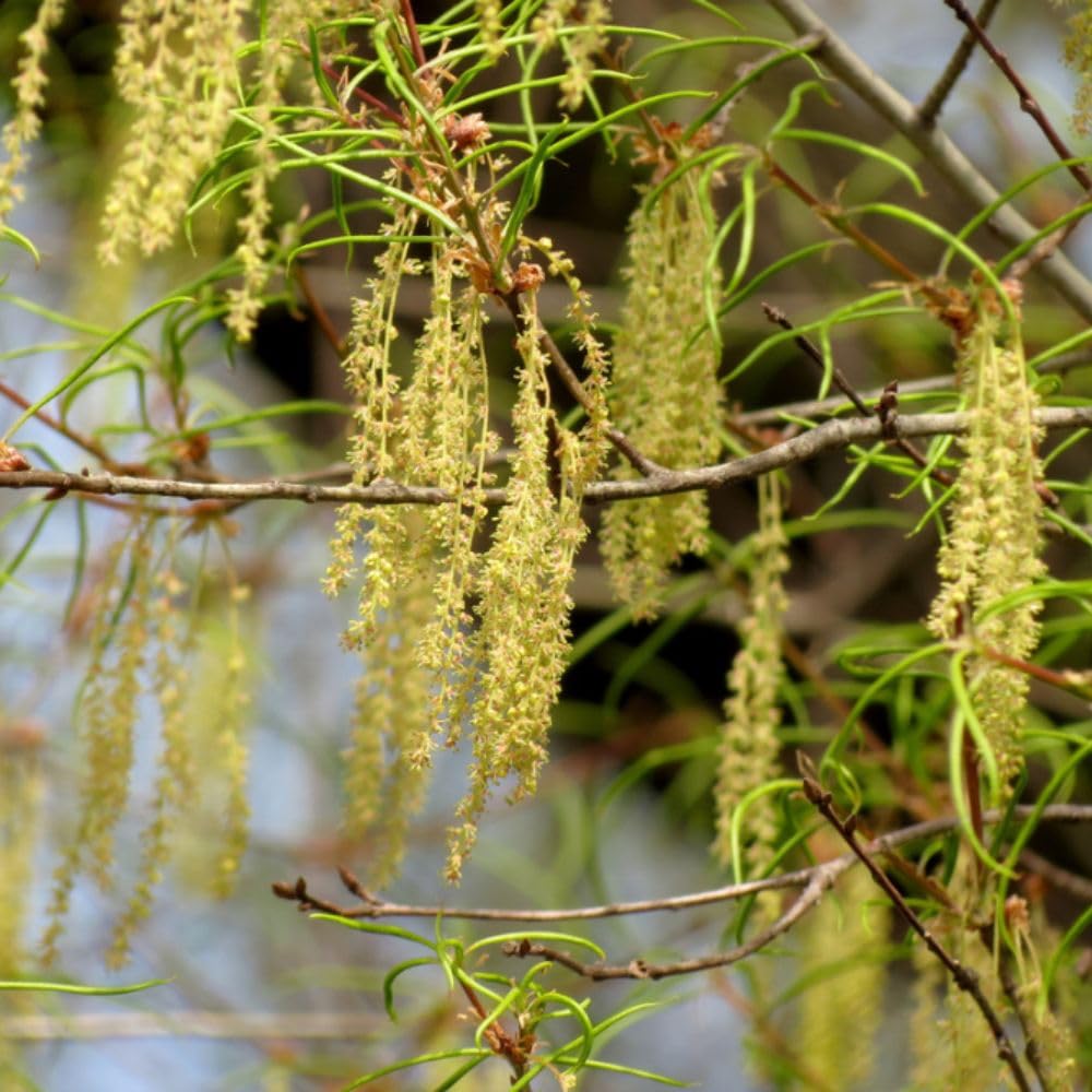 2 Live Willow Oak Plant, Willow Oak Shades Plant Live 6-10 Inches Tall, Oak Trees for Planting Outdoor Garden