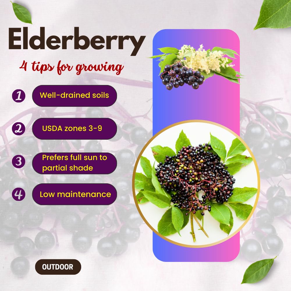 Elderberry Plants Live for Planting, Elderberry Bushes Live Plant in One Gallon Pot, Cold Hardy and Perennial Shrub for Outdoor Garden, 2-3 Feet Tall
