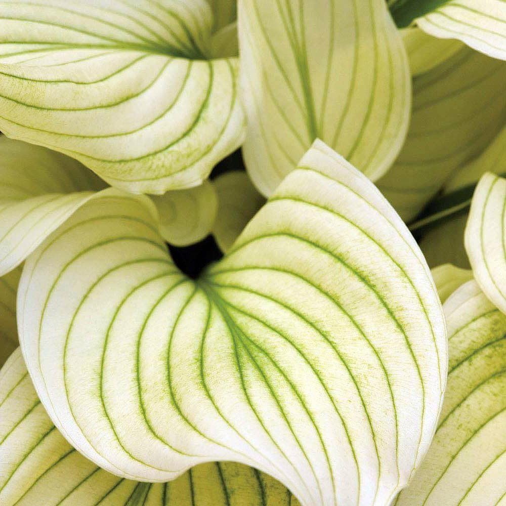 3 White Feather Hosta Roots-Grown/Shipped by Hirts