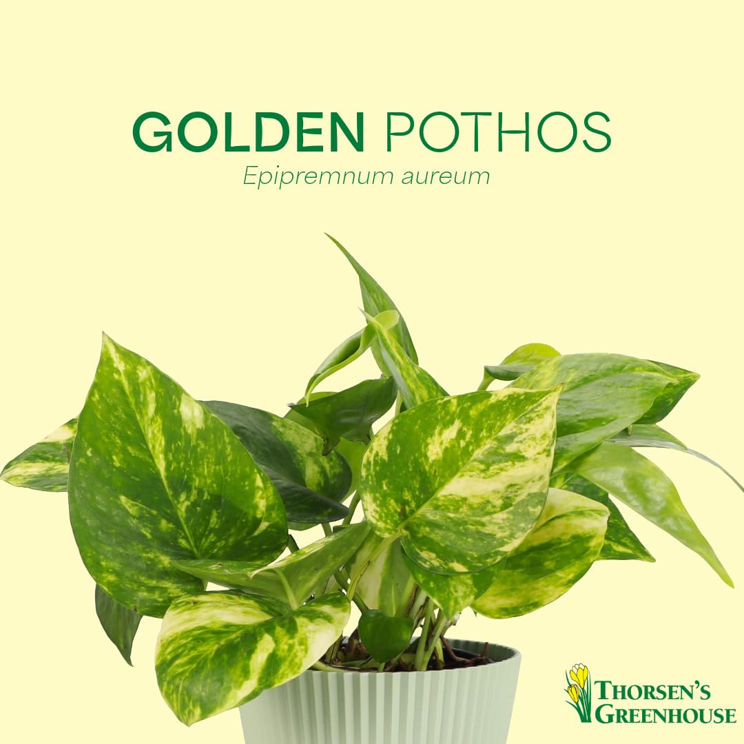 Thorsen's Greenhouse Golden Pothos, Live Indoor Vining Plant, Easy to Grow, Variegated Houseplant, Natural Air Purifier (Nursery Pot, 4-inch Pot)