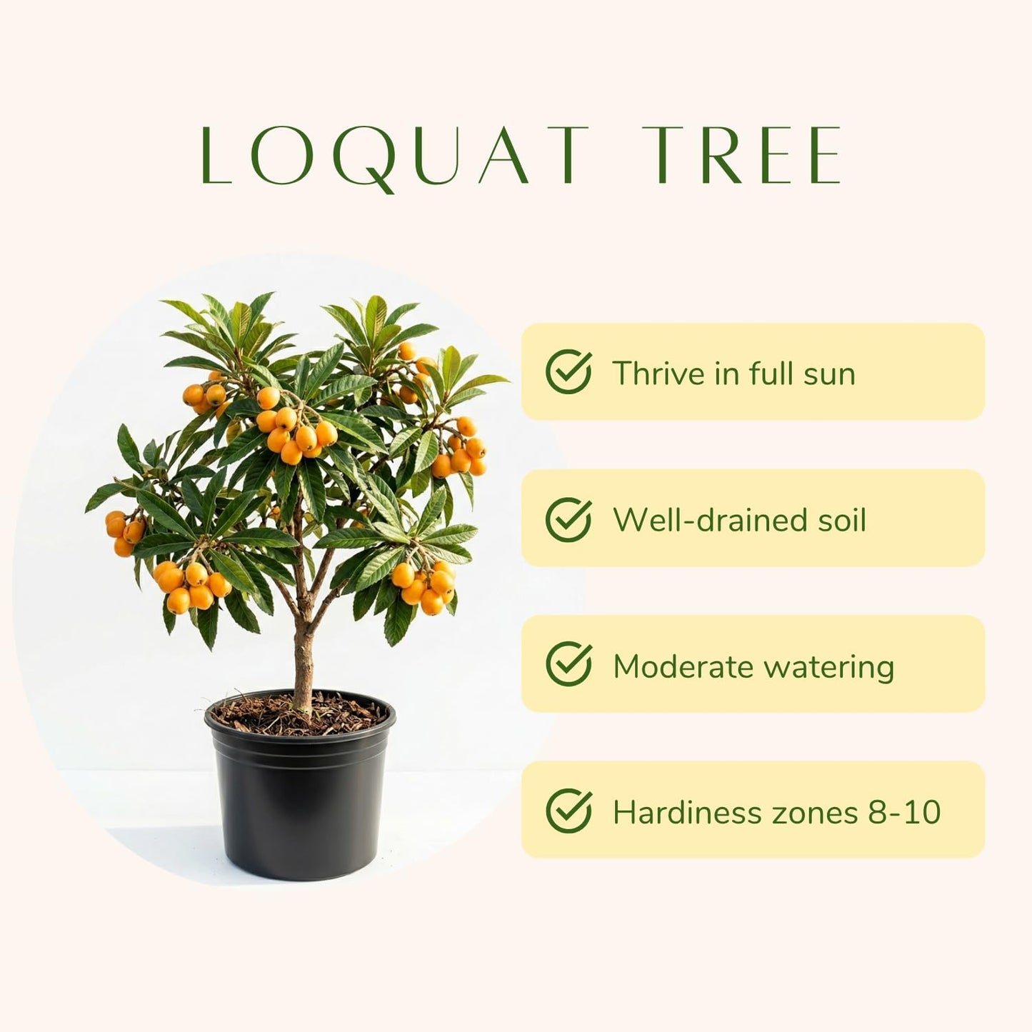 Loquat Seedling Live Plant, Golden Loquat Fruit Tree, 2 Feet Tall in 3 Gal, Ideal for Garden Planting, No Ship to CA