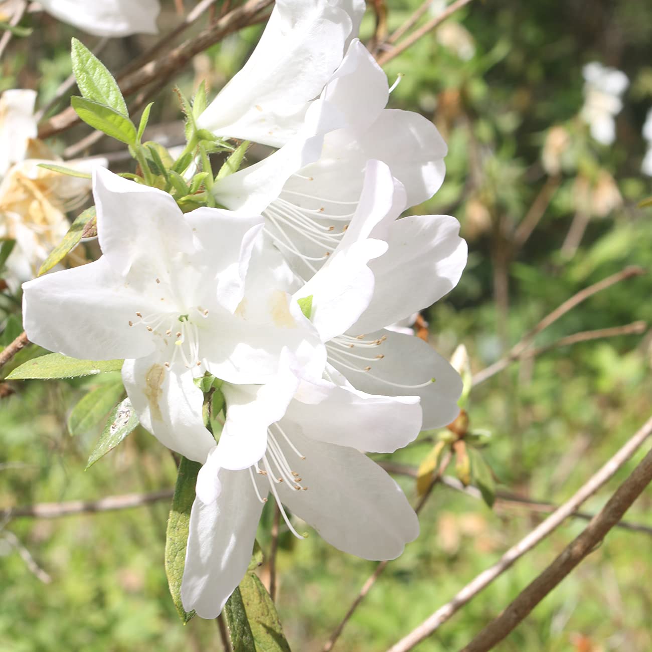 PERFECT PLANTS GG Gerbing Azalea Bush | 1 Gal. Pot | Large White Blooms | Southern Staple