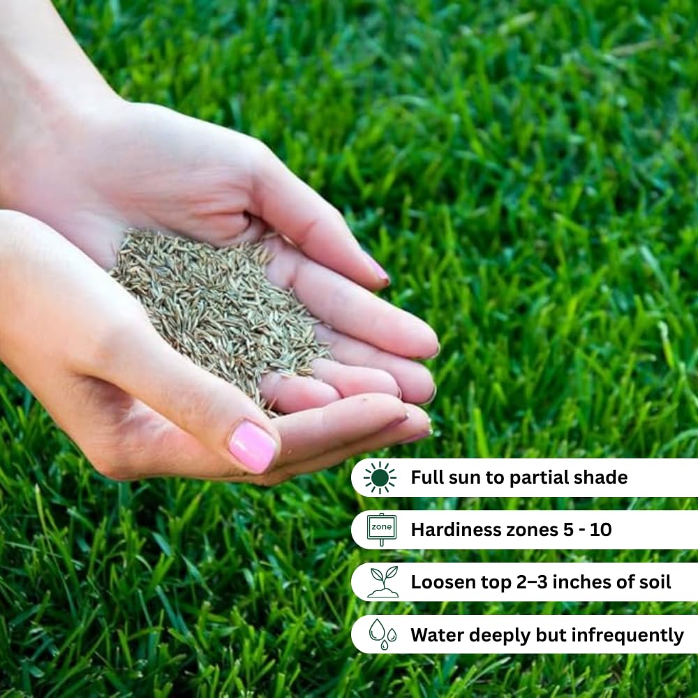 Set 20000 Zoysia Grass Seeds, Zoysia Grass Seed for Lawn, Soft Fine Ground Cover for Landscape, Yard and Walkway