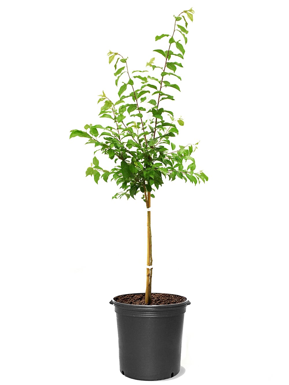 Cherry Plum Tree, Small, Cherry-Like Plum with a Sweet, Tart Flavor, 2-3 ft Tree Height, 5 gal. Grower Pot (Due to Agricultural Laws, we Cannot Ship to CA, AZ, AK, or HI)