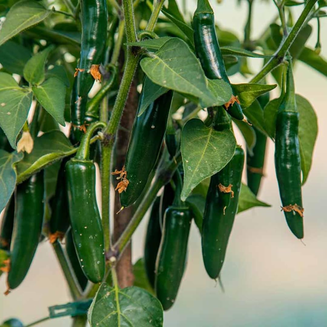 Live Jalapeno Pepper Plant in 4 Inch Pot, 4–7 Inch Tall Seedling, Green Chili Pepper Plant for Garden or Container Growing