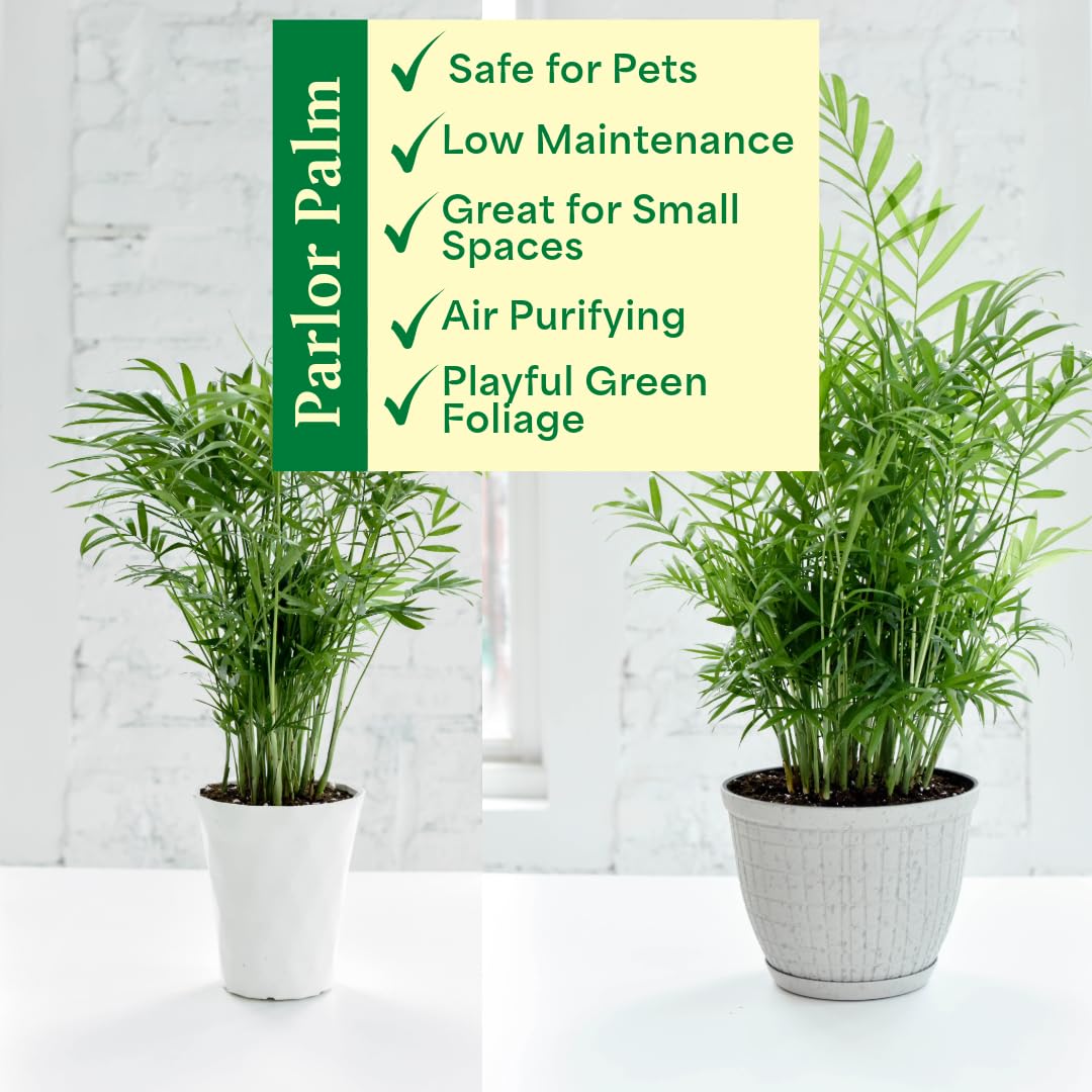 Thorsen's Greenhouse Parlor Palm Plant, Live Indoor Plant, Neanthe Bella Palm, Natural Air Purifier, Easy to Grow, Pet Safe Plant, 4-inch Diameter Pot