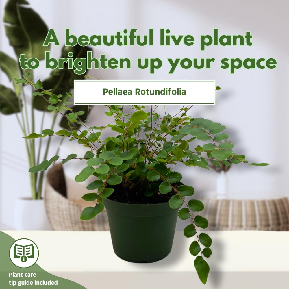 BubbleBlooms Button Fern in a 4 inch Pot Pellaea rotundifolia