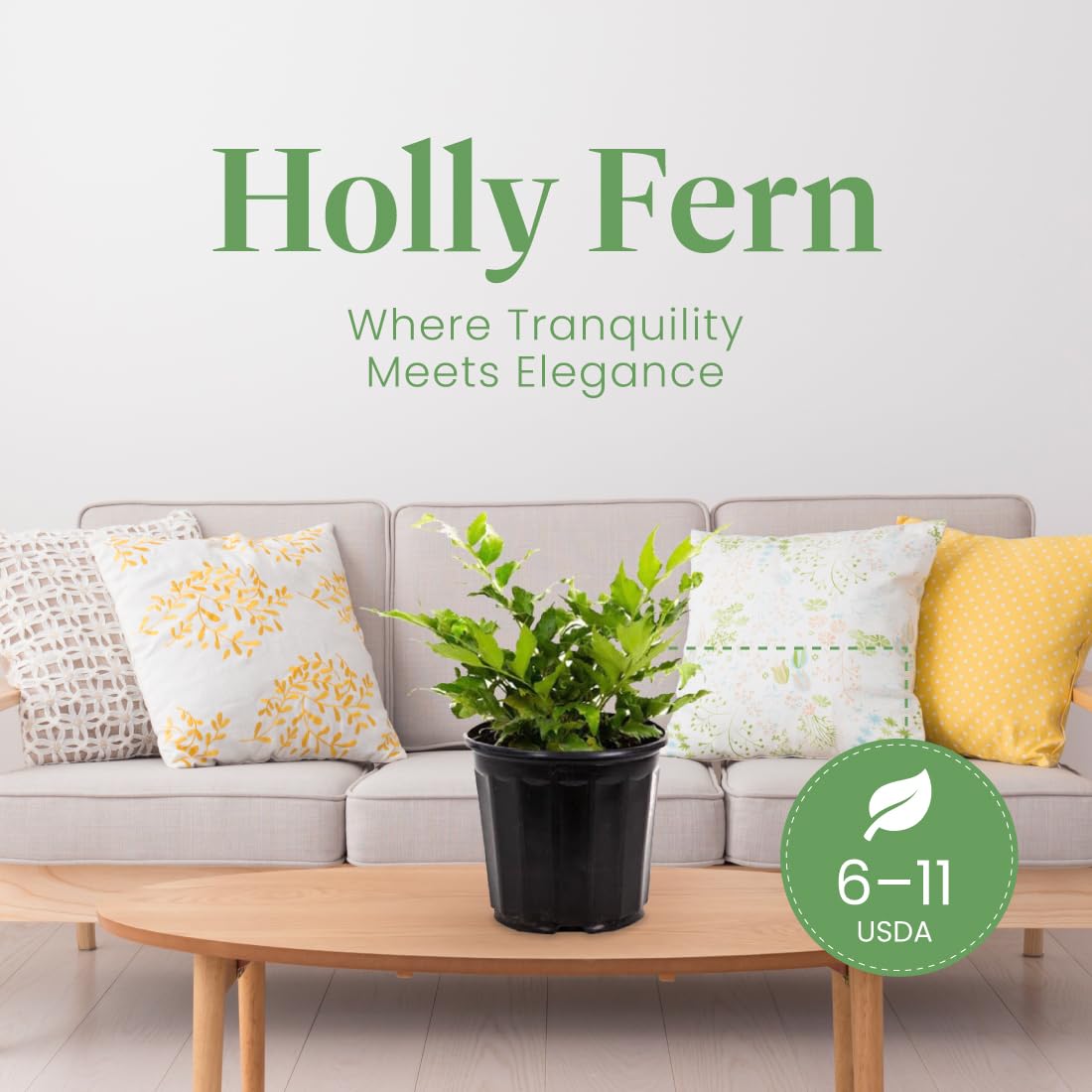 American Plant Exchange Holly Fern – 6-Inch Pot – Live Easy Care Shade-Loving Plant, Versatile Green Foliage for Home, Garden, Landscape, or Patio Decor