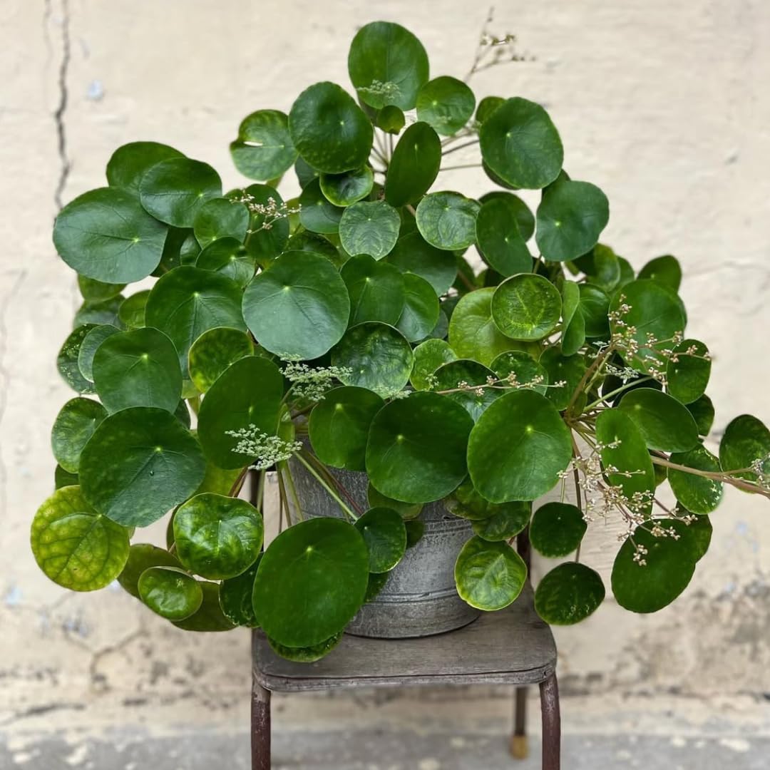 2 Money Tree Plant Indoor, 5 to 7 Inc in Height, Pilea Peperomioides Live, Money Plant Live Houseplants for Planting Growing