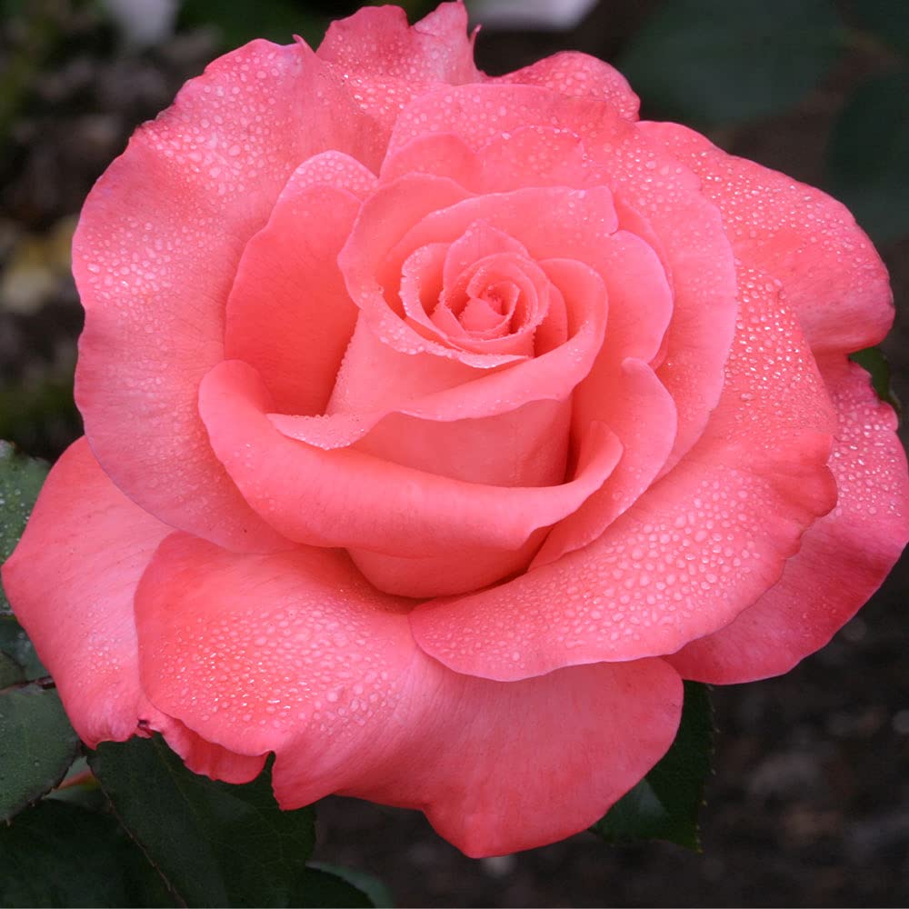 Heirloom Roses Rose Plant - Touch of Class™ Multi Rose Bush, Hybrid Tea Live Plant for Planting Outdoors