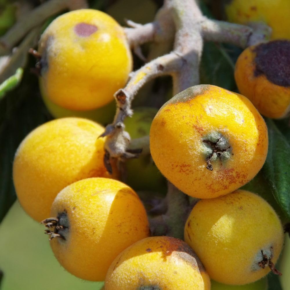 Seedling Loquat Tree Live Plant 3 Gallon, Loquat Fruit Tree 2 to 3ft Tall, Sweet Fruit Tree Growing Plant, No Ship to CA
