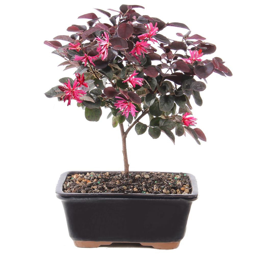 Brussel's Bonsai - Live Chinese Fringe Flower Bonsai Tree, Outdoor Bonsai Tree Live Plant in Decorative Container, 3 Years Old, 8-12 Inches Tall (Medium)