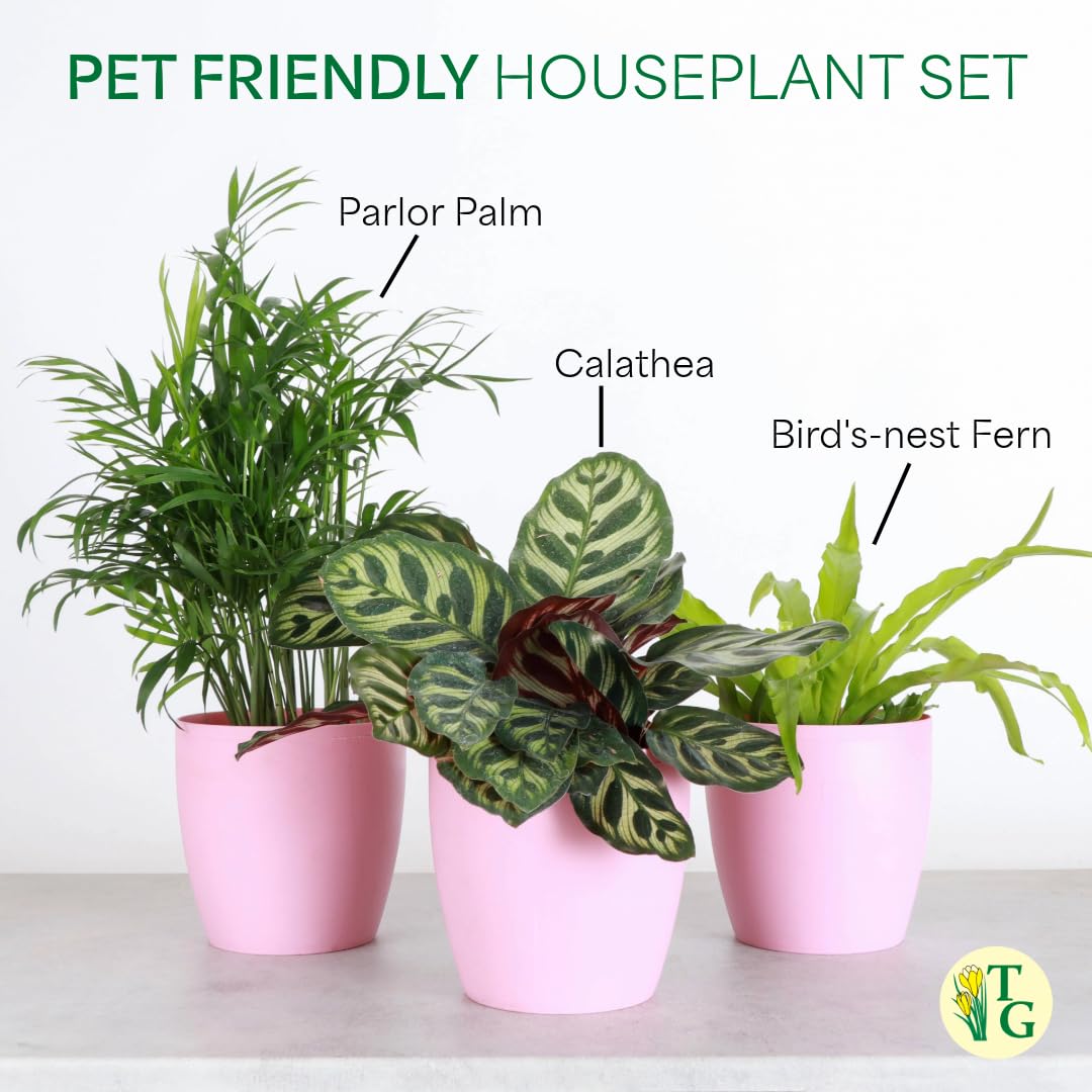 Thorsen's Greenhouse Live Pet Friendly Indoor Houseplants, Live Plants, Safe for Pets, 4" Diameter Pot, 3-Pack (White)